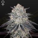 Fullgas! (Greenhouse Seeds) Feminiserade