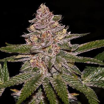 Radical Juice (Ripper Seeds) Feminiserade