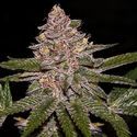 Radical Juice (Ripper Seeds) Feminiserade