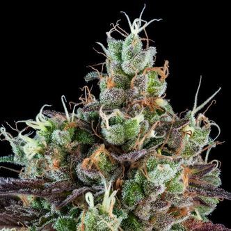 Sour Ripper (Ripper Seeds) Feminiserade cannabisfr&ouml;n