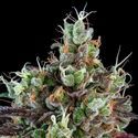 Sour Ripper (Ripper Seeds) Feminiserade