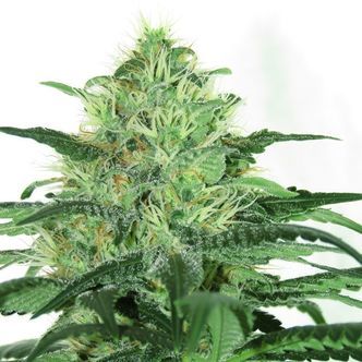 Sideral (Ripper Seeds) Feminiserade