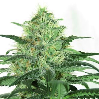 Sideral (Ripper Seeds) Feminiserade