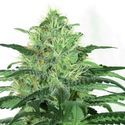 Sideral (Ripper Seeds) Feminiserade