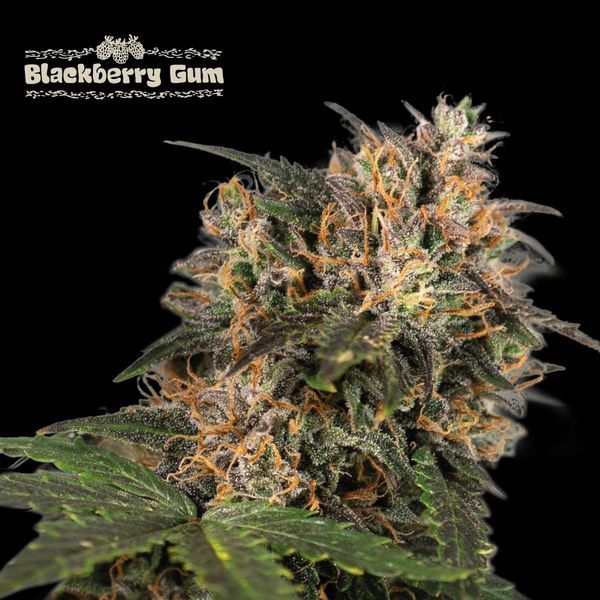 Blackberry Gum (Seedstockers) Feminiserade