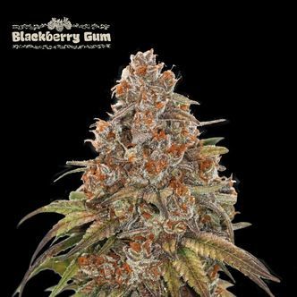 Blackberry Gum Auto (Seedstockers Superior) feminiserade