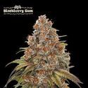 Blackberry Gum Auto (Seedstockers) Feminiserade