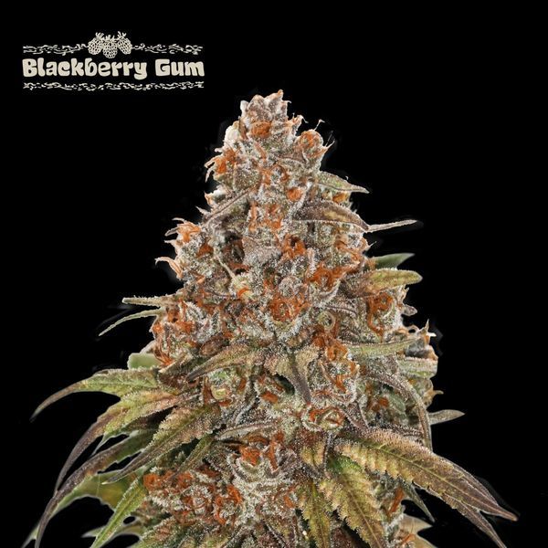 Blackberry Gum Auto (Seedstockers) Feminiserade