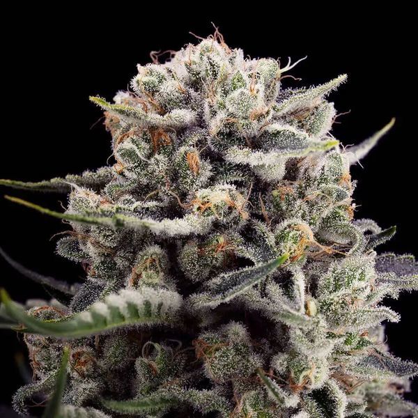 B-45 av Booba (Silent Seeds) Feminiserade