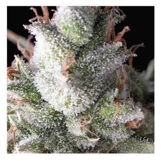 Auto Ramses (Pyramid Seeds) Feminiserad