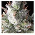 Auto Ramses (Pyramid Seeds) Feminiserade
