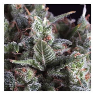 Auto Olympia (Pyramid Seeds) feminiserade cannabisfr&ouml;n