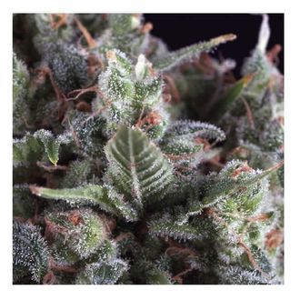 Auto Olympia (Pyramid Seeds) Feminiserade