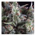 Auto Olympia (Pyramid Seeds) Feminiserade