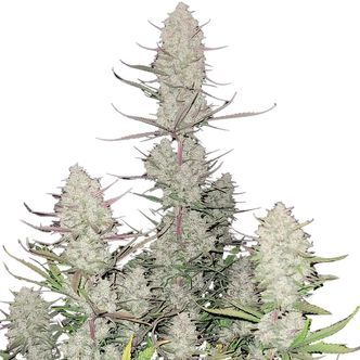 Tropicana Cookies Auto (FastBuds) feminiserade