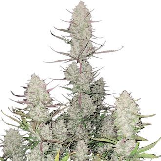 Tropicana Cookies Auto (FastBuds) Feminiserade