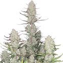 Tropicana Cookies Auto (FastBuds) Feminiserade