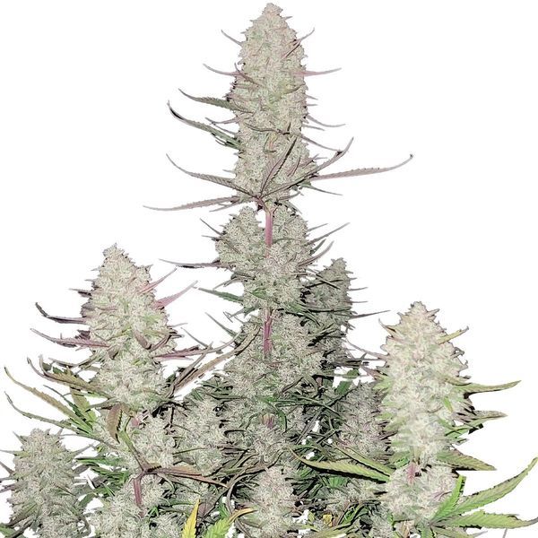Tropicana Cookies Auto (FastBuds) Feminiserade