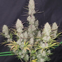Tropicana Cookies Auto (FastBuds) Feminiserade