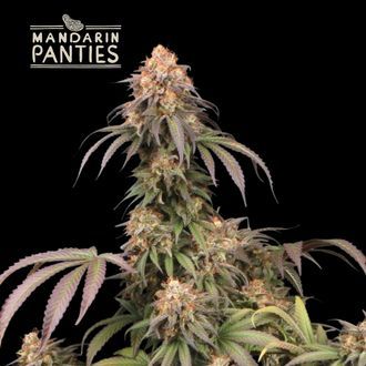 Mandarin Panties (Seedstockers) Feminiserade