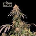 Mandarin Panties (Seedstockers) Feminiserade