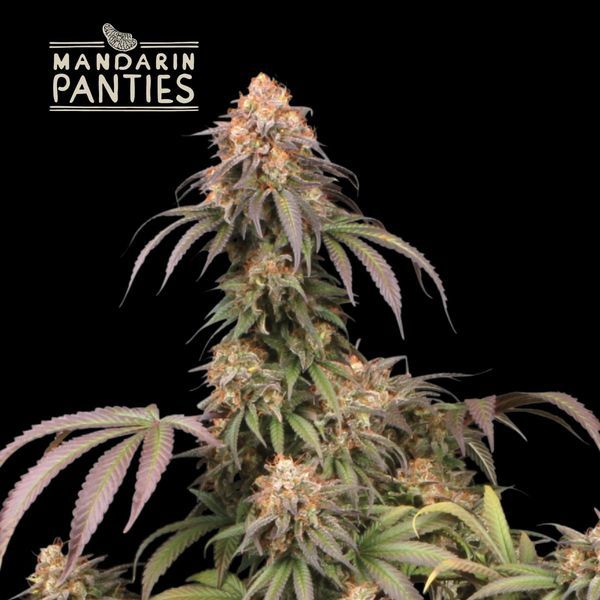 Mandarin Panties (Seedstockers) Feminiserade