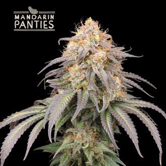 Mandarin Panties Auto (Seedstockers) Feminiserade