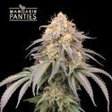 Mandarin Panties Auto (Seedstockers) Feminiserade