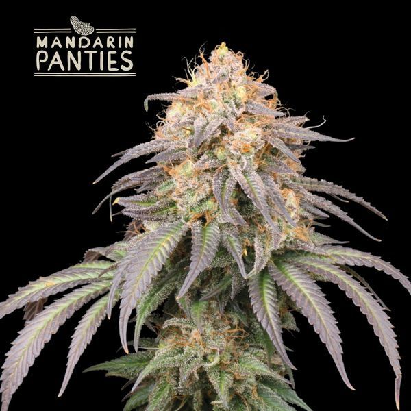 Mandarin Panties Auto (Seedstockers) Feminiserade
