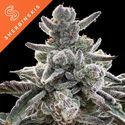 Polar Gelato (Sherbinskis x Silent Seeds) Feminiserade