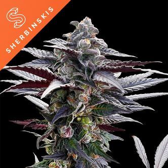 Pink Sunset av Sherbinskis (Silent Seeds) feminiserade