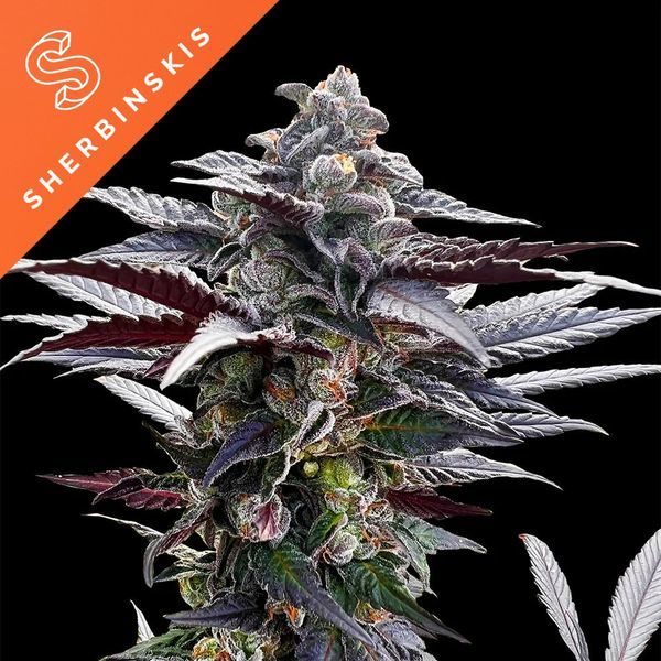 Pink Sunset (Sherbinskis x Silent Seeds) Feminiserade