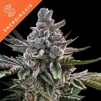 A&ccedil;ai Jelly (Sherbinskis x Silent Seeds) Feminiserade