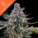 Açai Jelly (Sherbinskis x Silent Seeds) Feminiserade