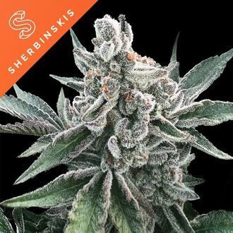 Polar Gelato Auto (Sherbinskis x Silent Seeds) Feminiserade