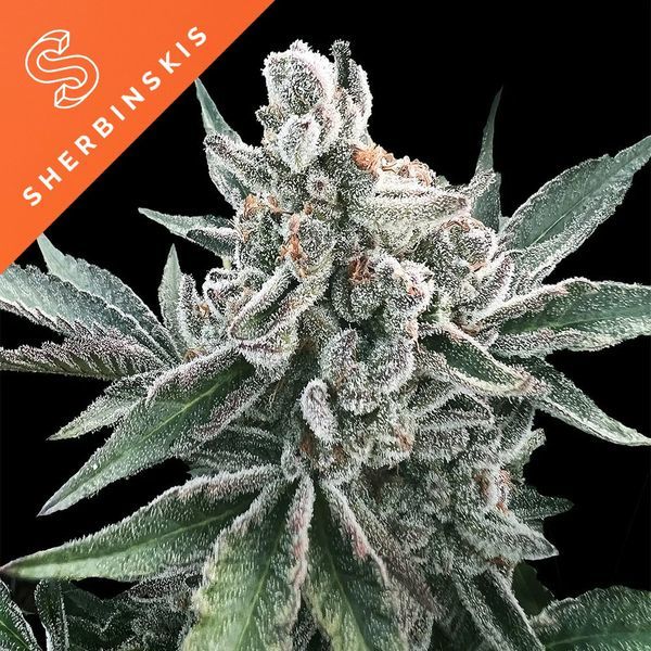 Polar Gelato Auto (Sherbinskis x Silent Seeds) Feminiserade
