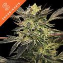 Pink Sunset Auto (Sherbinskis x Silent Seeds) Feminiserade