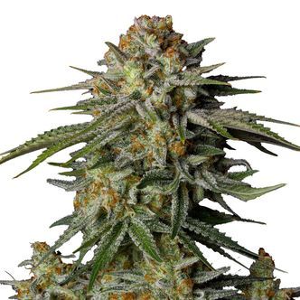 GG4 Sherbet FF (FastBuds) feminiserade