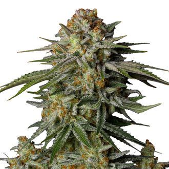 GG4 Sherbet FF (FastBuds) Feminiserade