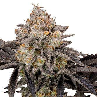 Gorilla Cookies FF (FastBuds) feminiserade cannabisfr&ouml;n