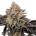 Gorilla Cookies FF (FastBuds) Feminiserade