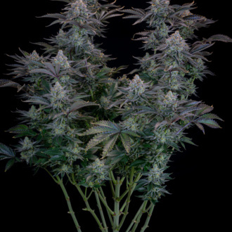 Gorilla Cookies FF (FastBuds) Feminiserade