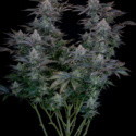 Gorilla Cookies FF (FastBuds) Feminiserade