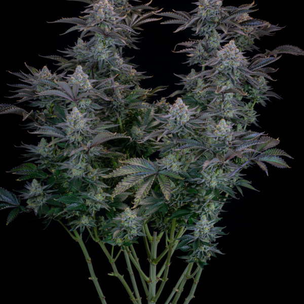 Gorilla Cookies FF (FastBuds) Feminiserade