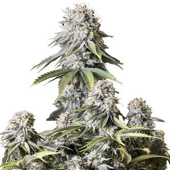 Orange Sherbet FF (FastBuds) feminiserade cannabisfr&ouml;n