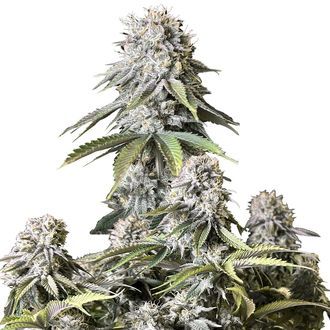 Orange Sherbet FF (FastBuds) Feminiserade