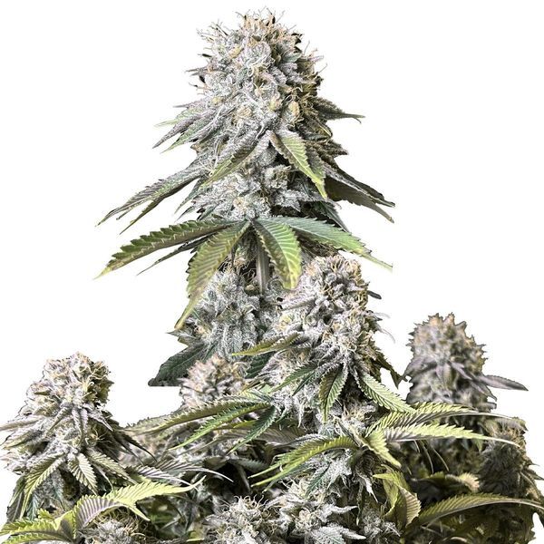 Orange Sherbet FF (FastBuds) Feminiserade
