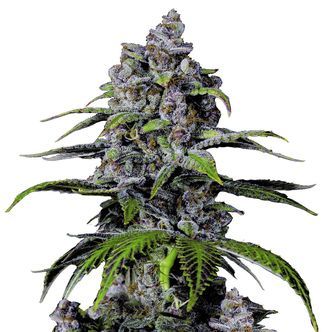Purple Lemonade FF (FastBuds) feminiserade cannabisfr&ouml;n