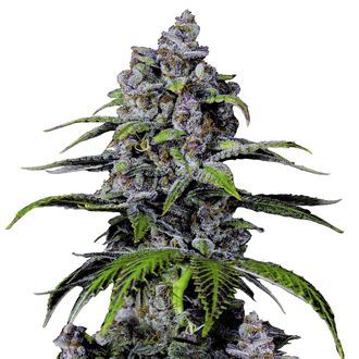 Purple Lemonade FF (FastBuds) Feminiserade