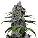 Purple Lemonade FF (FastBuds) Feminiserade